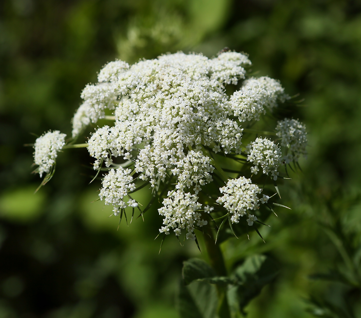 Изображение особи Daucus carota.