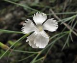 Dianthus elbrusensis. Цветок. Кабардино-Балкария, Эльбрусский р-н, окр. пос. Эльбрус, ок. 1800 м н.у.м., скала. 09.08.2018.