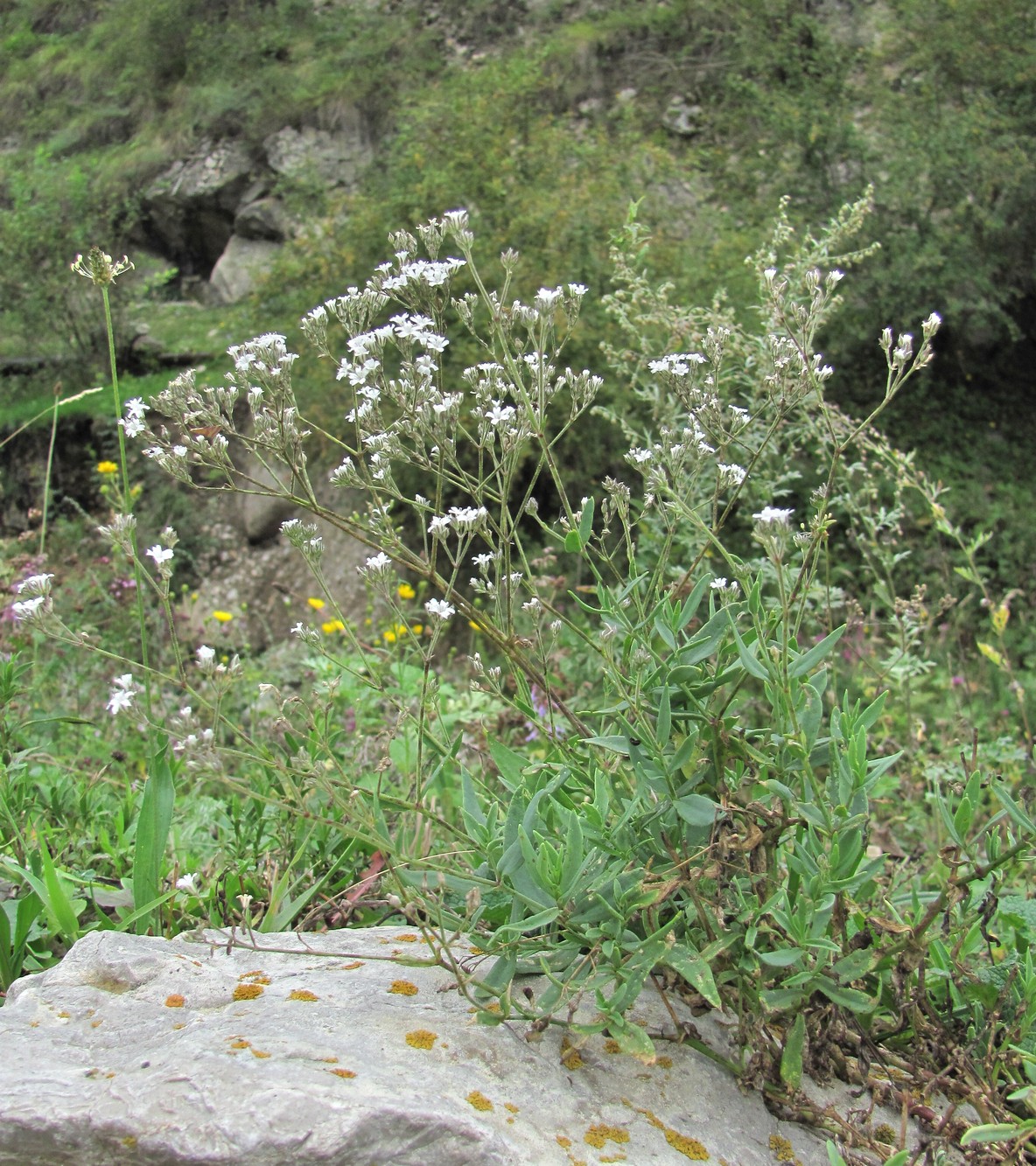 Image of Gypsophila acutifolia specimen.