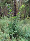 Quercus rubra. Вегетативные побеги. Ульяновск, Заволжский р-н, поляна между лесопарковой посадкой и сосняком. 02.09.2018.