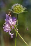 Knautia arvensis. Верхушки побегов с соцветием, соплодием и свисающим пауком. Башкирия, окр. г. Стерлитамак, сенокосный луг. 01.09.2018.