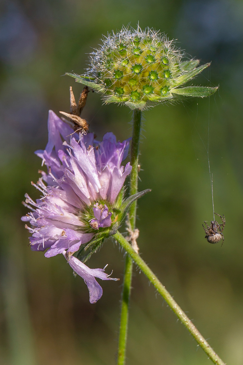 Изображение особи Knautia arvensis.