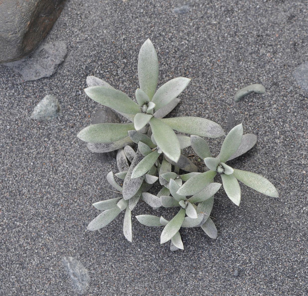 Image of Cladochaeta candidissima specimen.