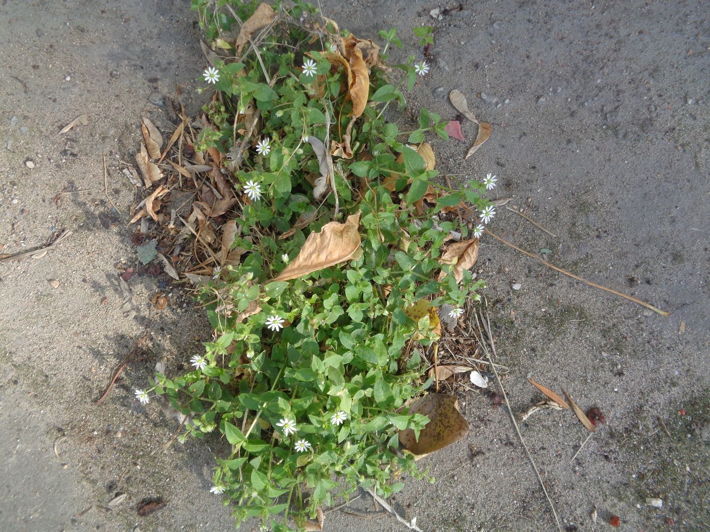 Image of Myosoton aquaticum specimen.