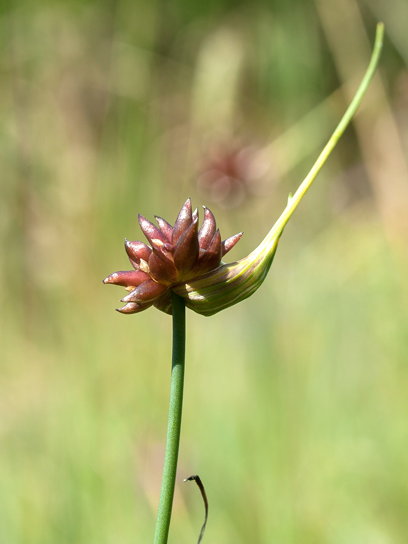 Image of Allium oleraceum specimen.