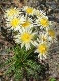 Taraxacum albescens. Цветущие растения. Чукотка, окр. Билибино, сопка \"Орбита\", щебнистый водораздельный уч. 07.07.2018.