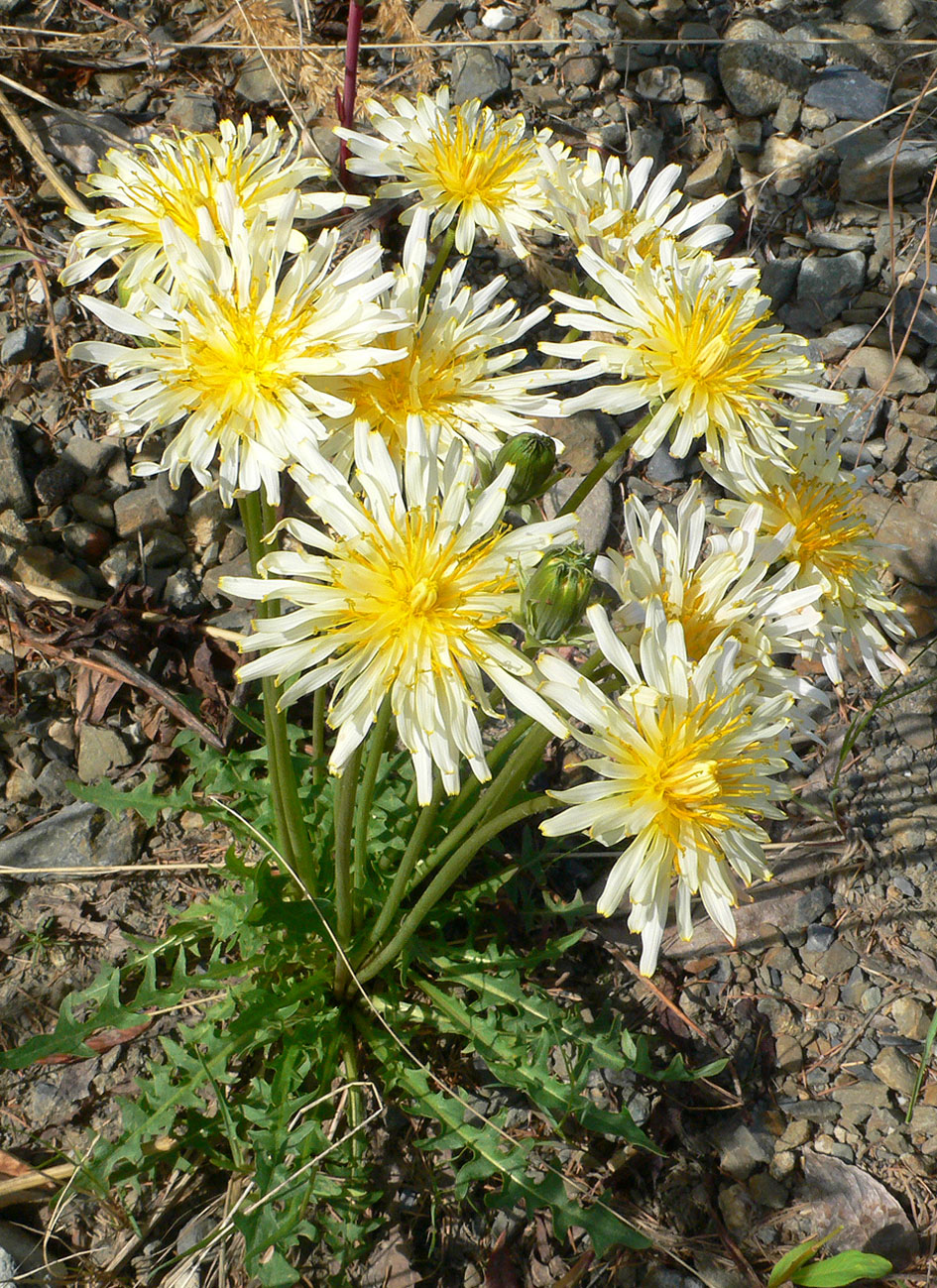 Image of Taraxacum albescens specimen.