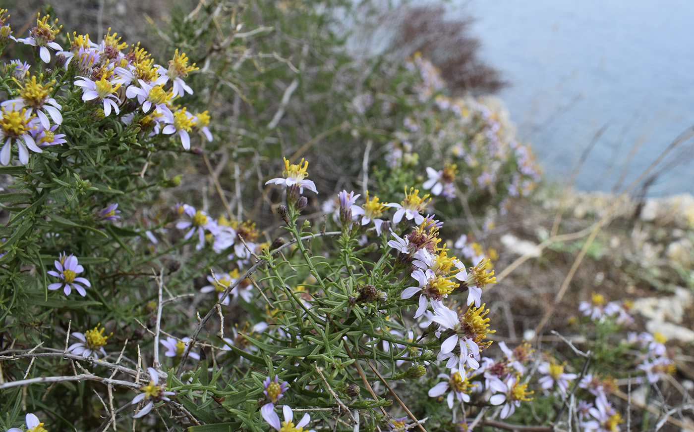 Image of Galatella sedifolia specimen.