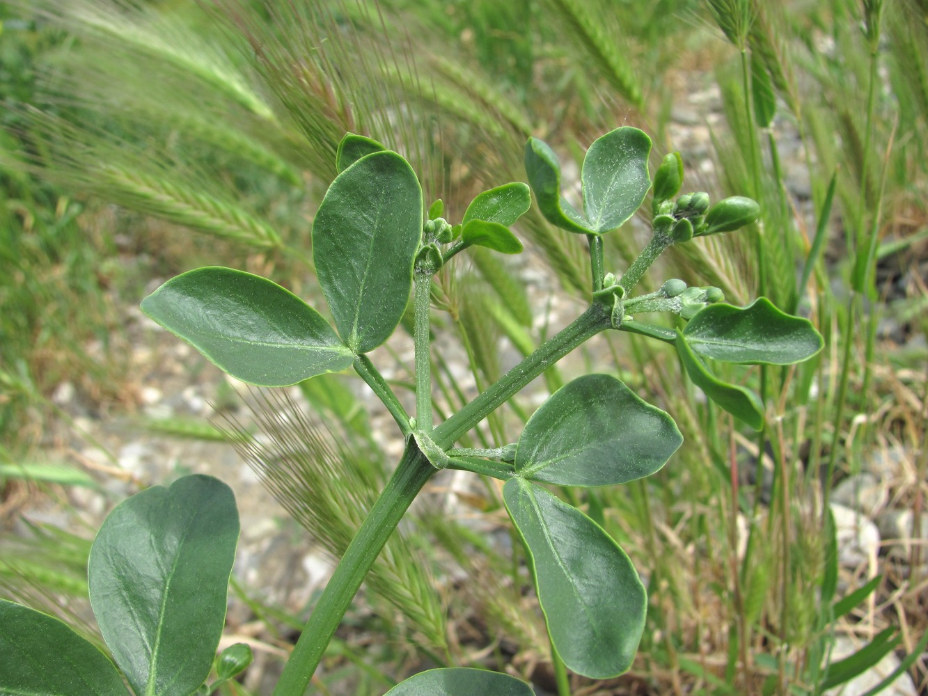 Изображение особи Zygophyllum fabago.