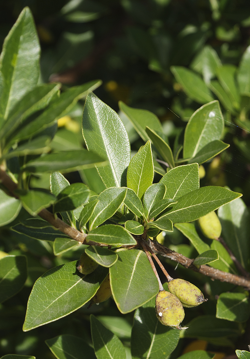 Image of Pittosporum heterophyllum specimen.