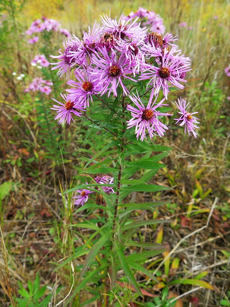 Изображение особи Symphyotrichum novae-angliae.