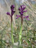 Anacamptis morio ssp. caucasica