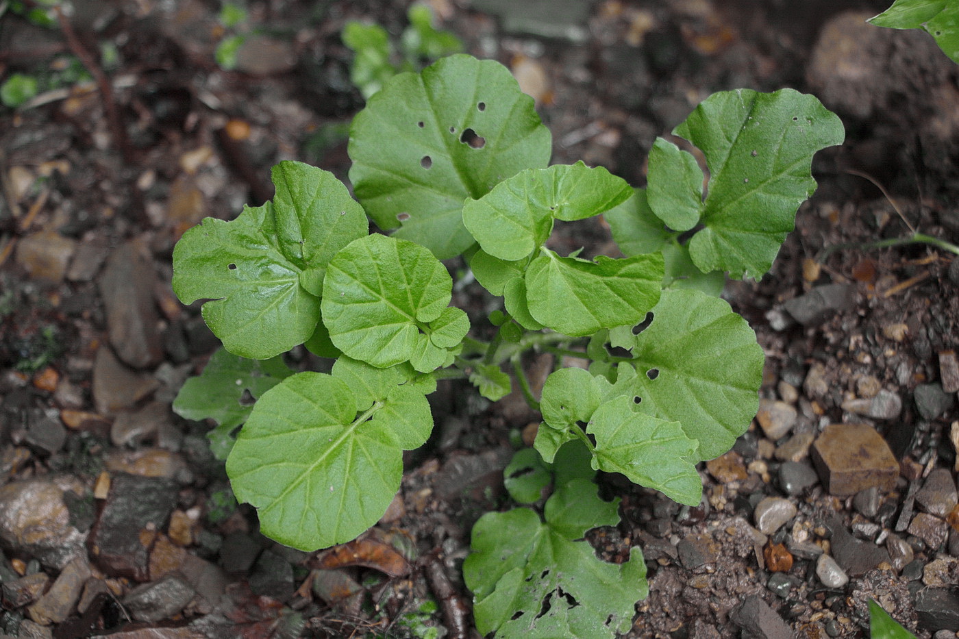 Image of Cardamine tenera specimen.