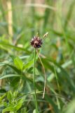 Allium oleraceum