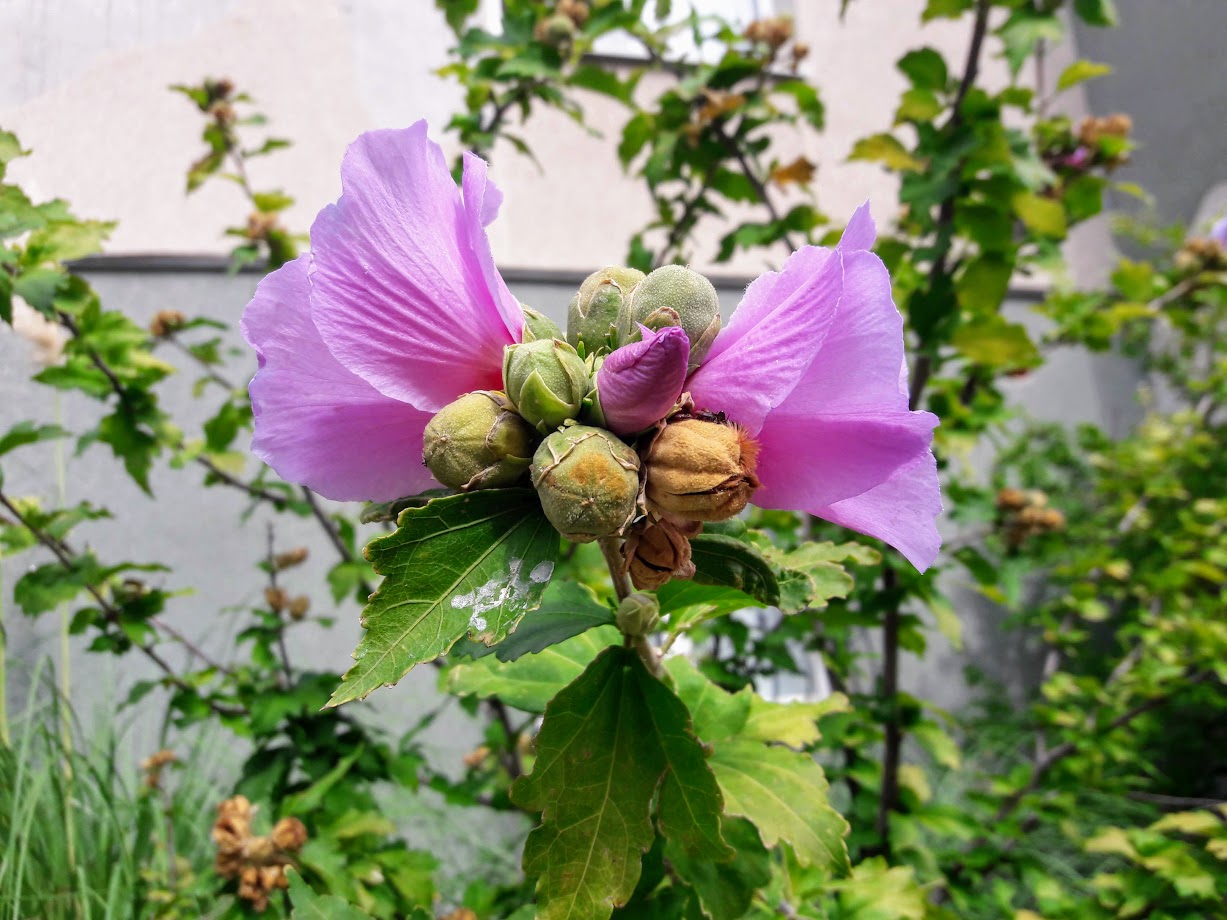 Image of Hibiscus syriacus specimen.