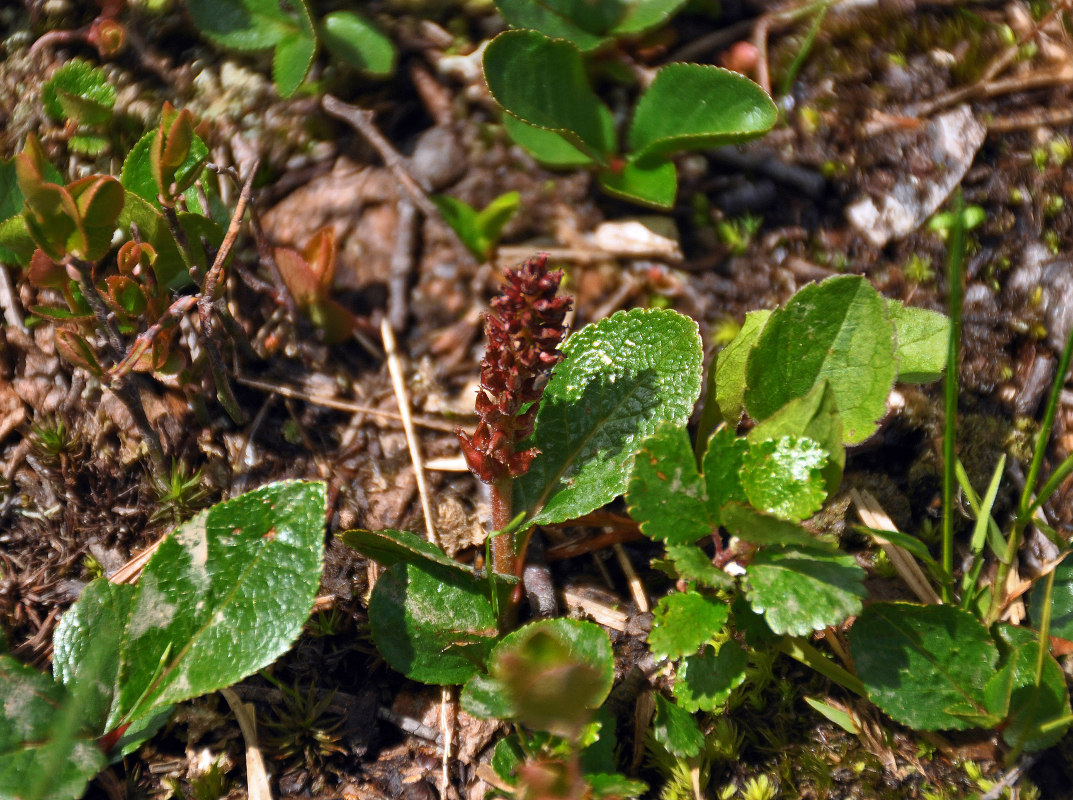 Изображение особи Salix turczaninowii.