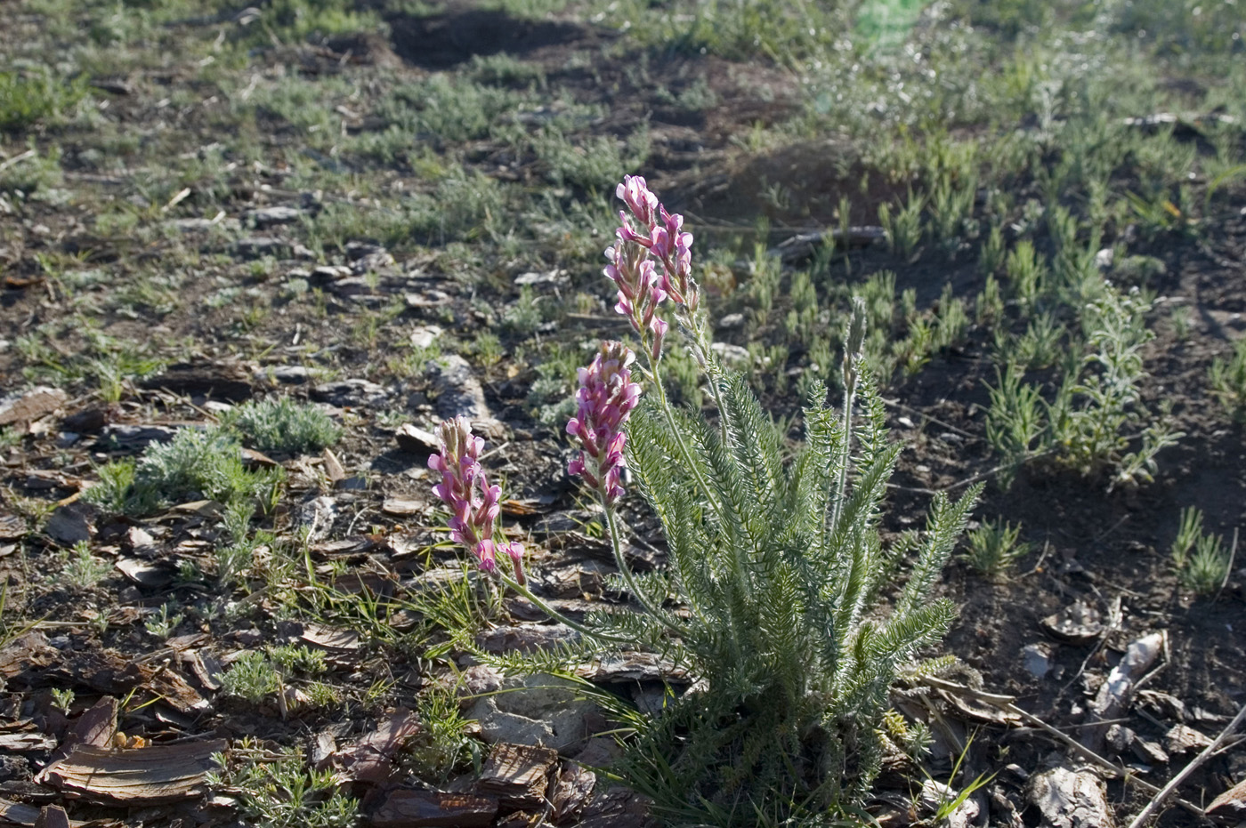 Изображение особи Oxytropis myriophylla.