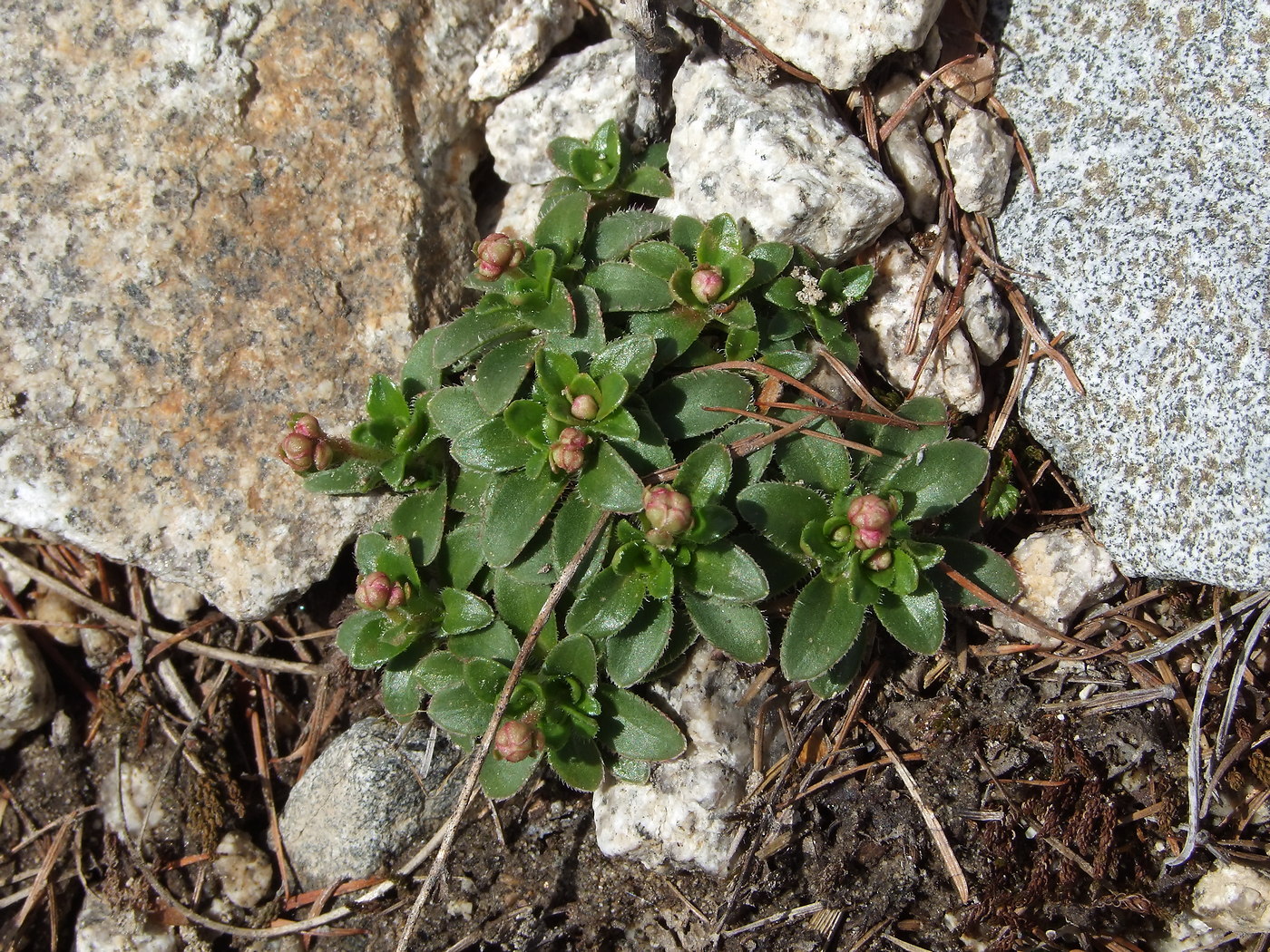 Image of Micranthes merkii specimen.