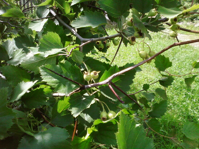 Image of Crataegus sanguinea specimen.