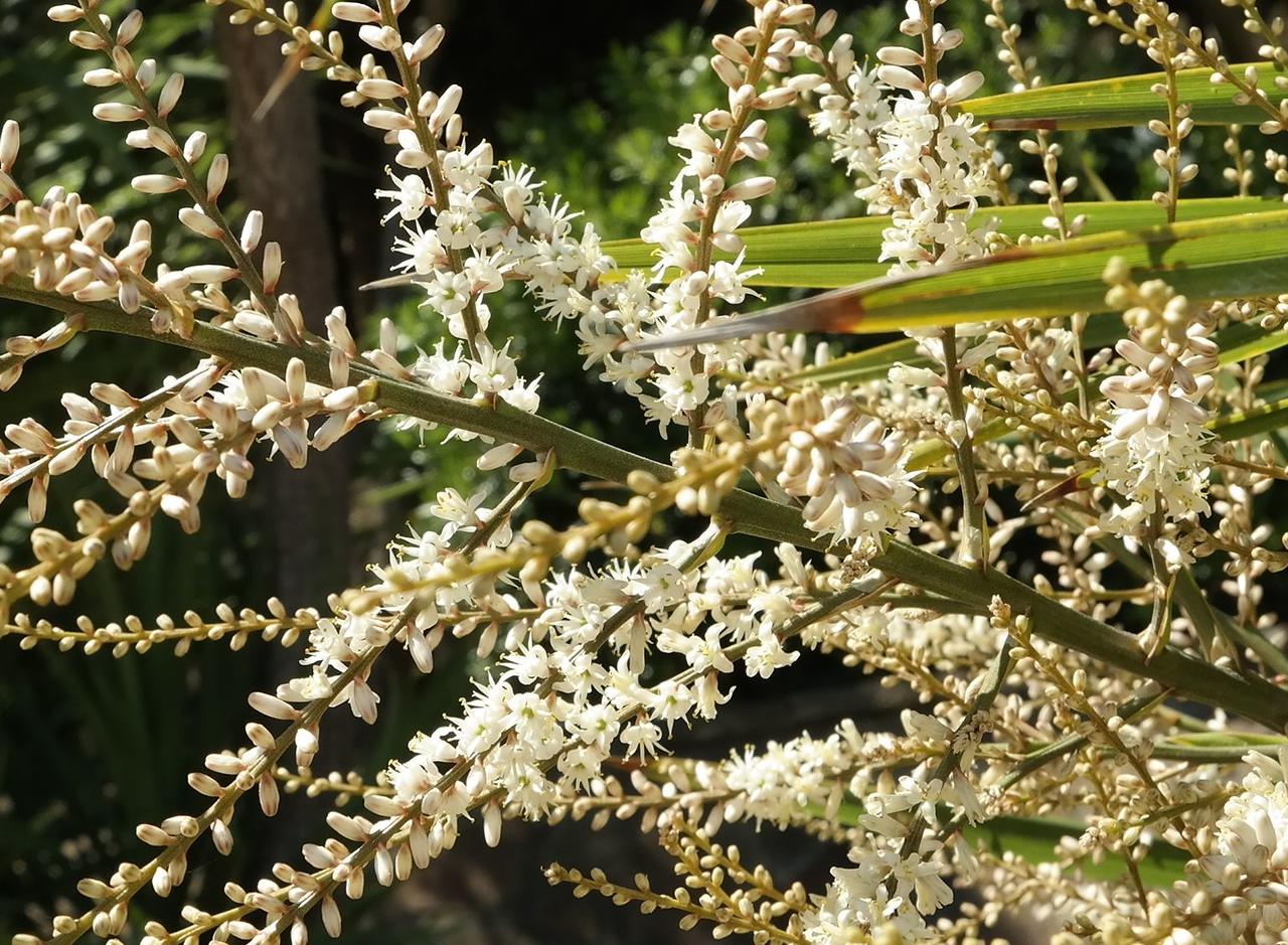 Image of Cordyline australis specimen.