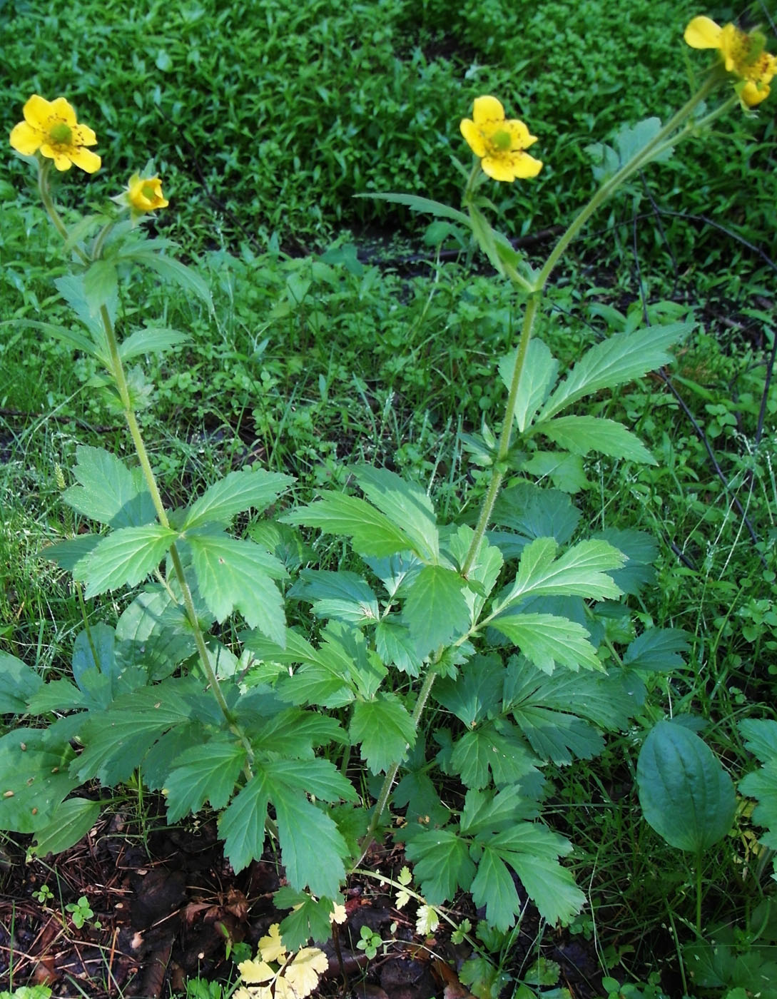 Изображение особи Geum aleppicum.