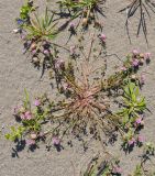 Trifolium resupinatum