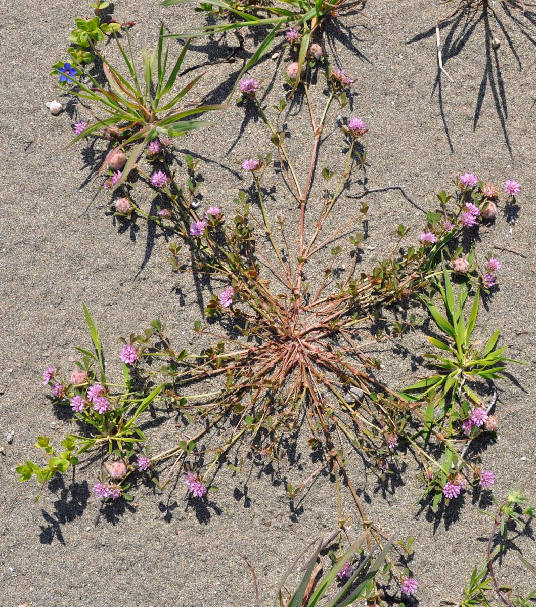 Изображение особи Trifolium resupinatum.