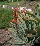 Aloe plicatilis