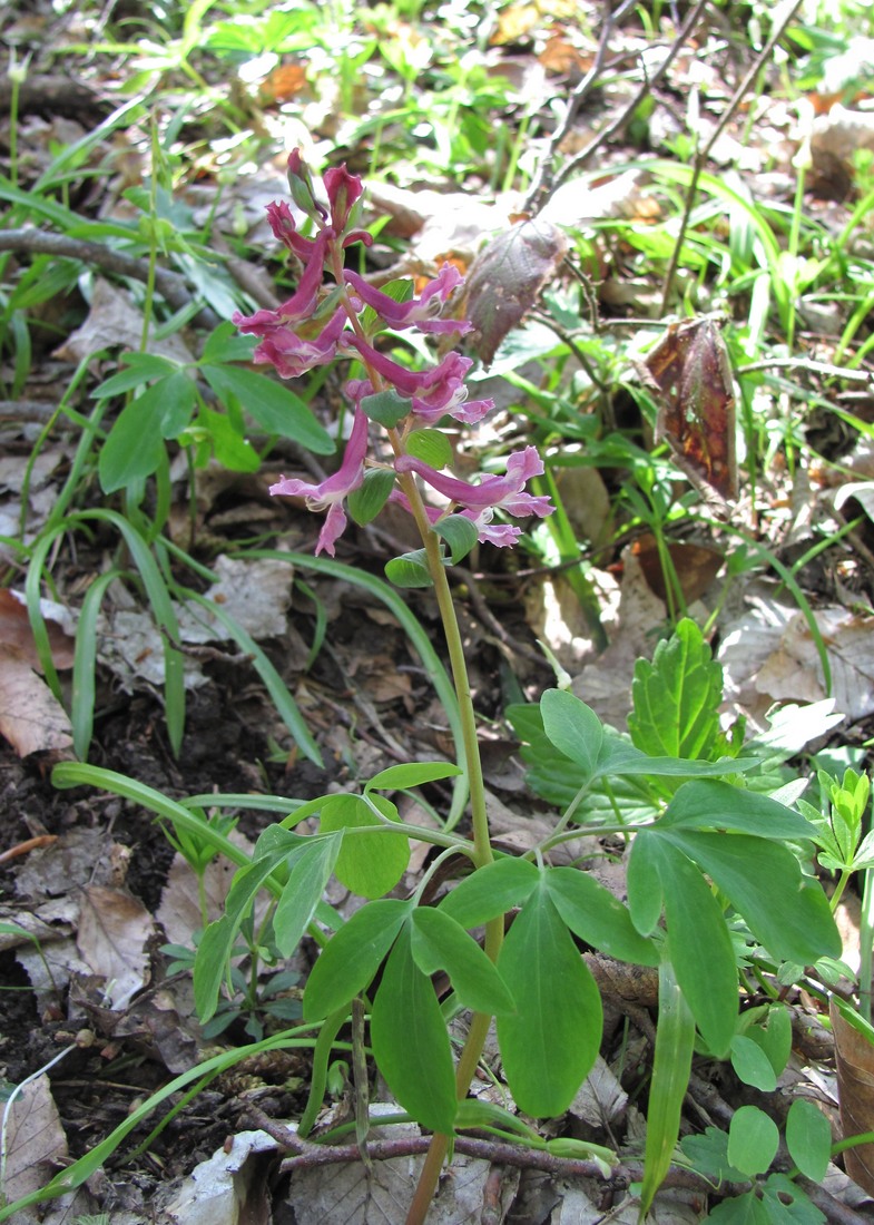 Изображение особи Corydalis cava.