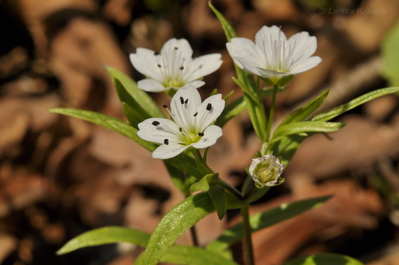 Image of Pseudostellaria rigida specimen.