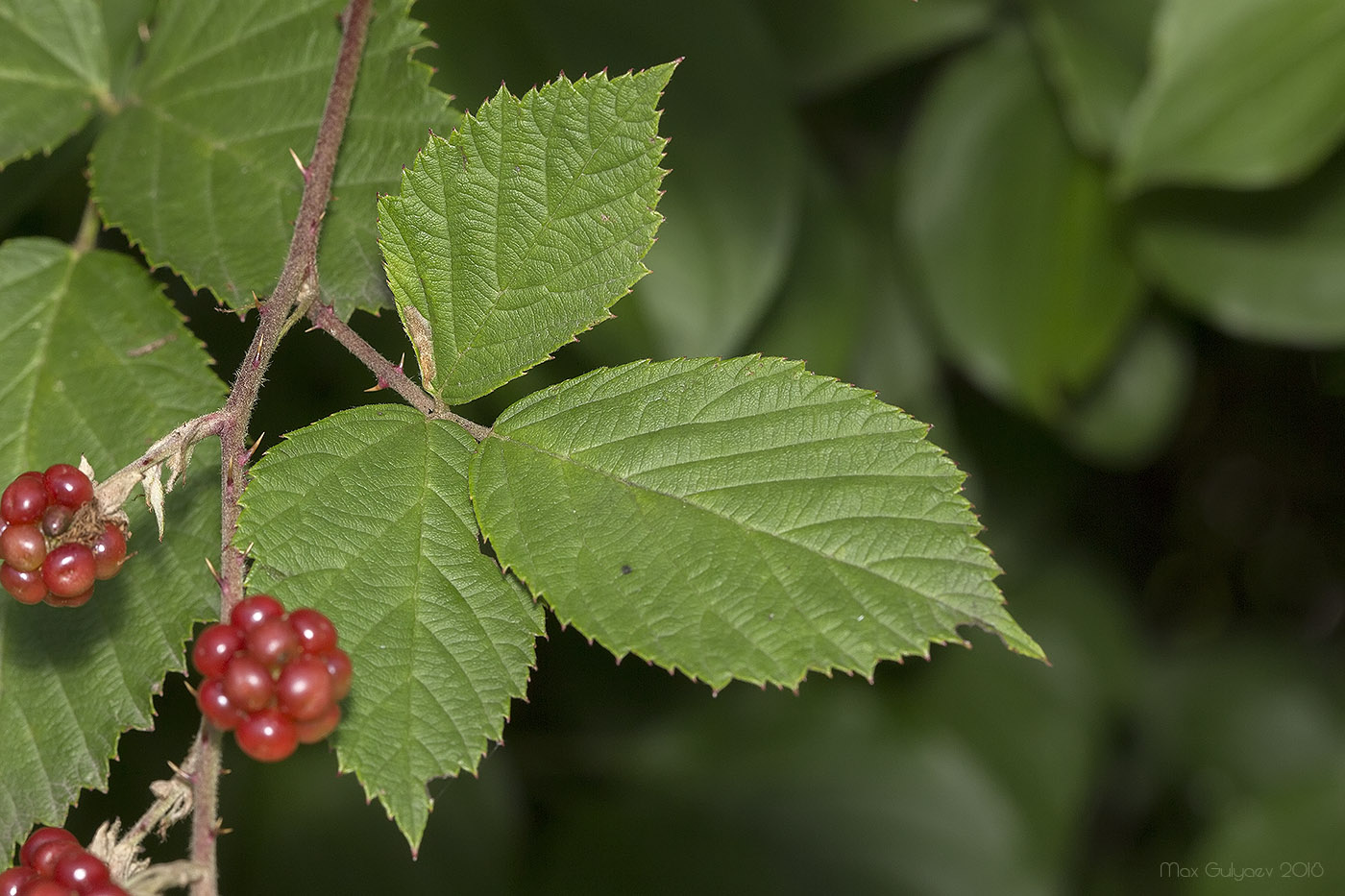 Изображение особи род Rubus.