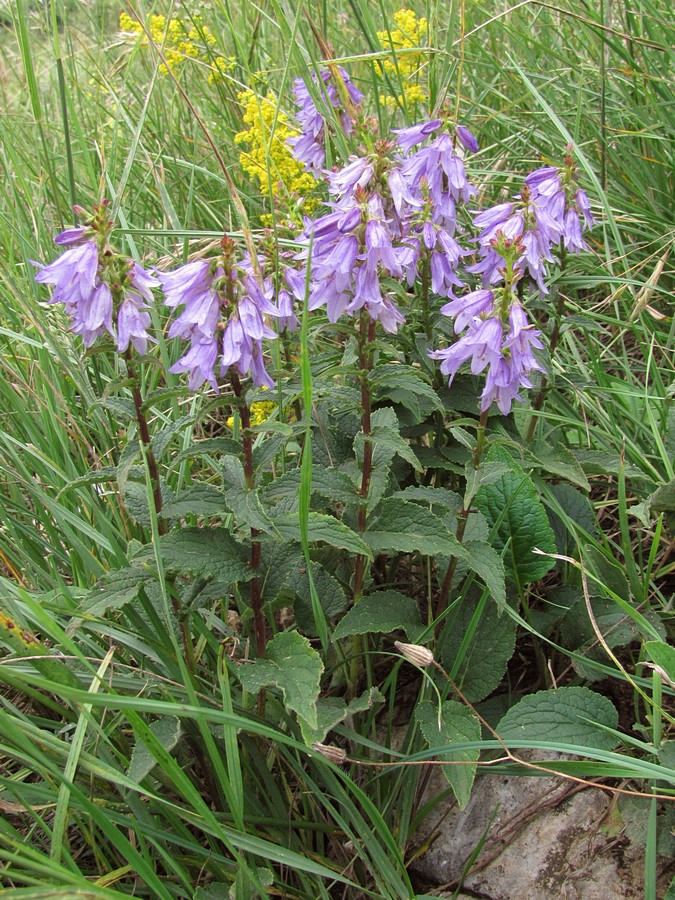 Image of Campanula ruthenica specimen.