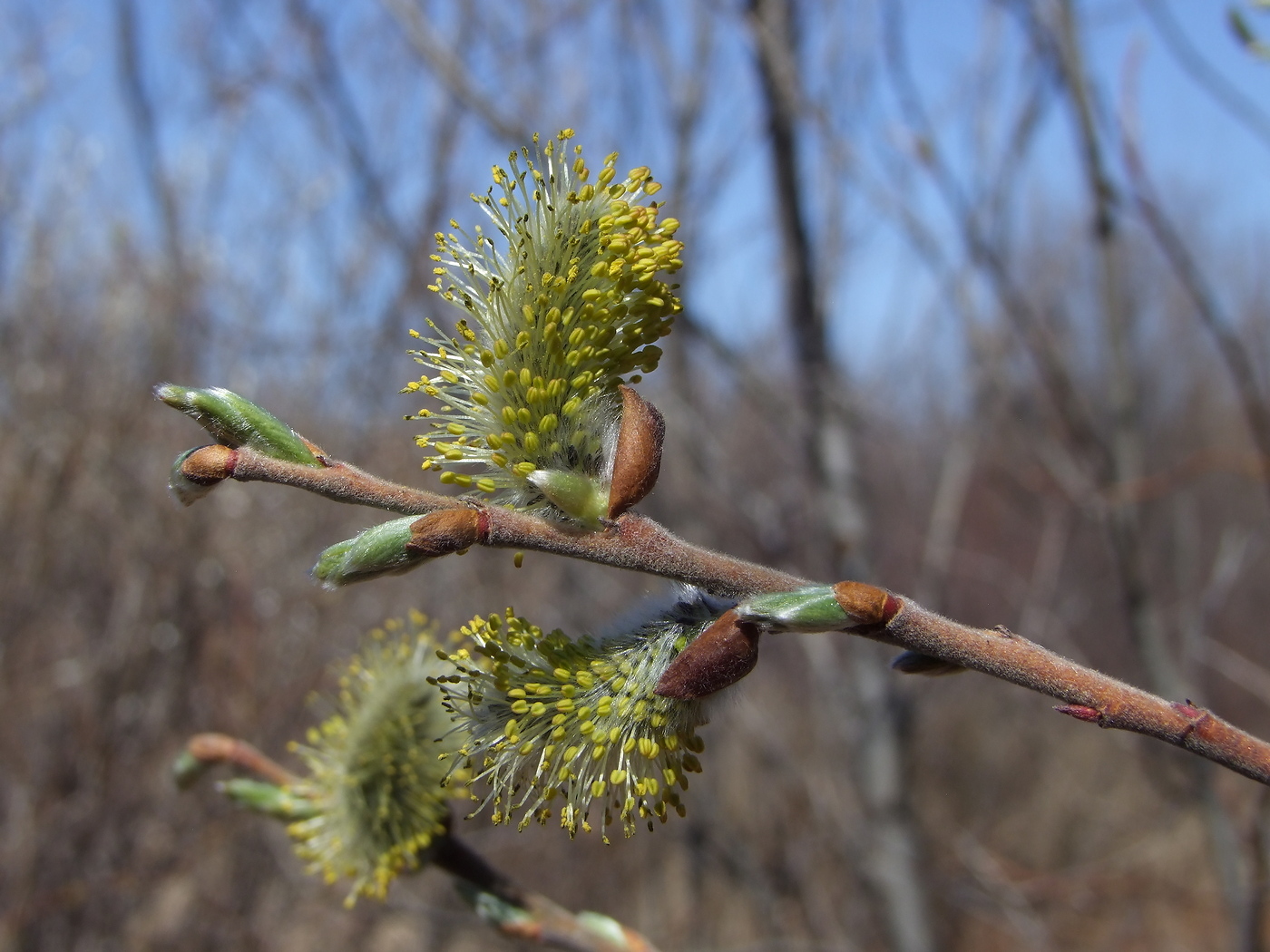 Изображение особи Salix abscondita.