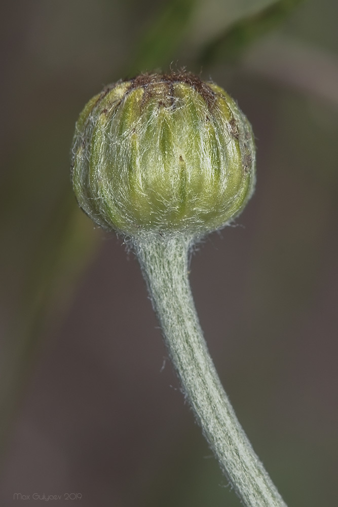 Image of Anthemis tinctoria specimen.