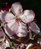 Malus &times; purpurea