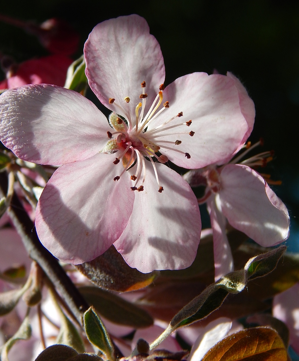 Изображение особи Malus &times; purpurea.