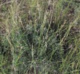 Astragalus pallescens. Доцветающее растение. Волгоградская обл., Иловлинский р-н, природный парк \"Донской\"; правобережье р. Дон, сухая степь. 22.06.2019.