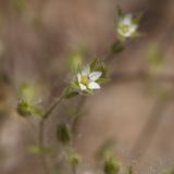 Arenaria leptoclados