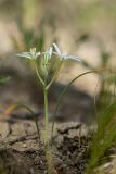 Ornithogalum kochii