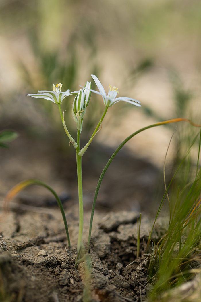 Image of Ornithogalum kochii specimen.