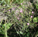 Centaurium pulchellum. Верхняя и средняя части цветущего растения. Казахстан, Восточно-Казахстанская обл., Уланский р-н, окр. с. Украинка, луг, высохший ручей. 19.08.2013.