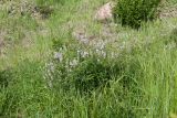 Vicia sylvatica