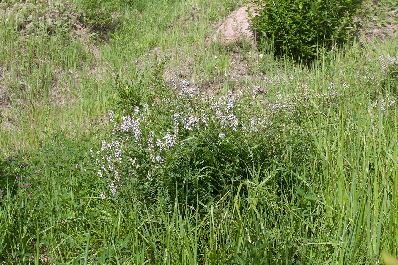 Изображение особи Vicia sylvatica.