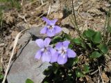 Viola macroceras. Цветущее растение. Восточный Казахстан, Южный Алтай, хр. Сарымсакты, сев. сторона пер. Бурхат, ≈ 2000 м н.у.м., под разрушенными скалами на склоне зап. экспозиции. 22 июня 2019 г.