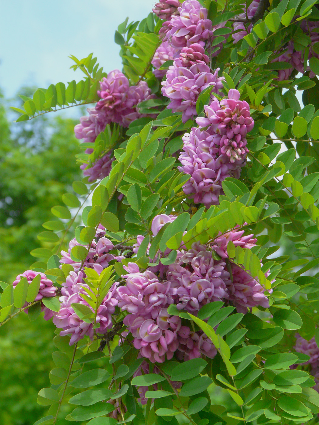 Image of Robinia viscosa specimen.