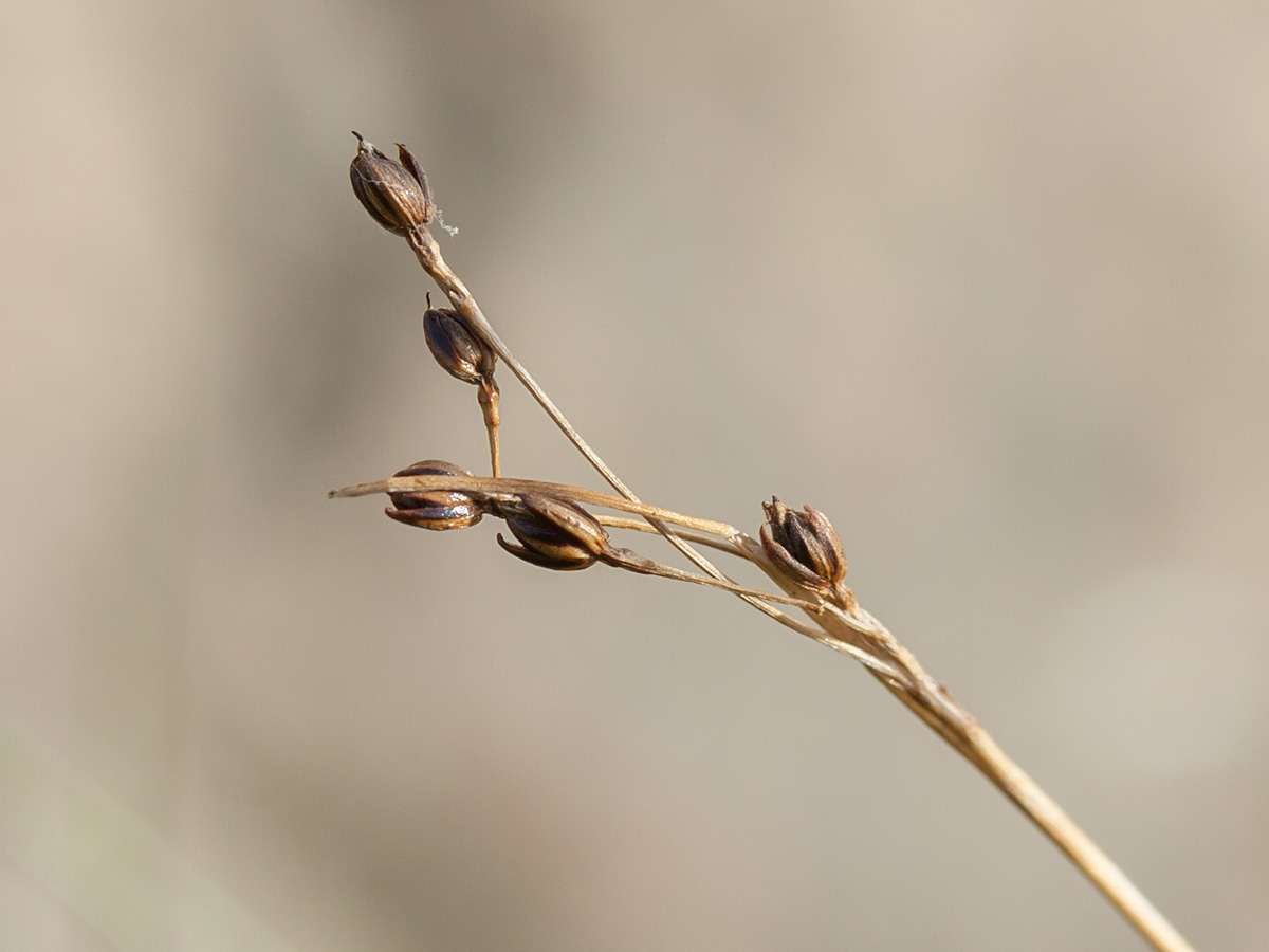 Image of Juncus gerardi specimen.