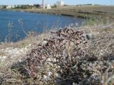 Goniolimon orae-syvashicae. Плодоносящее растение. Западный Крым, окр. пос. Новоозёрное, берег оз. Донузлав. 27.08.2019.