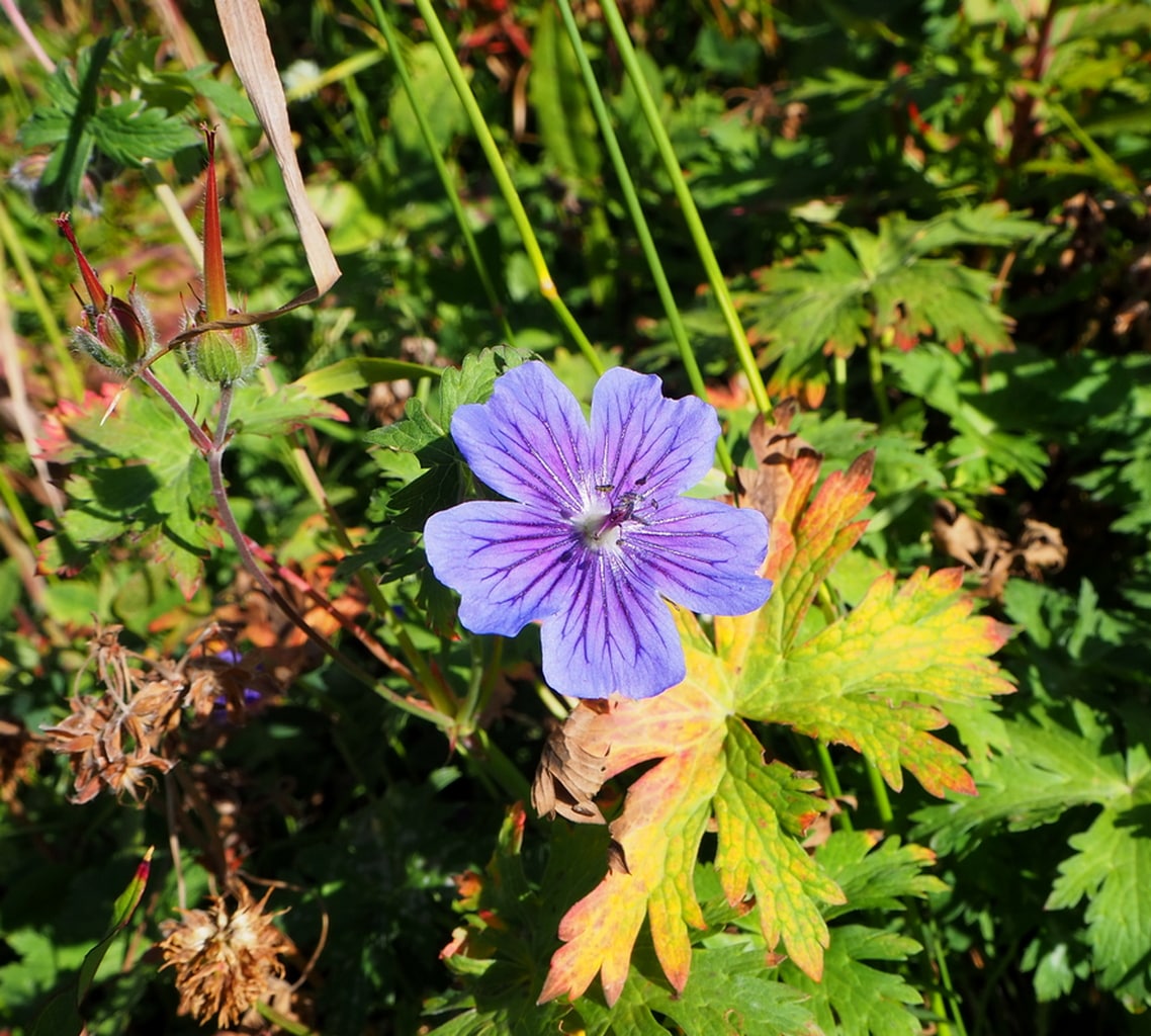 Изображение особи Geranium gymnocaulon.