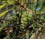 Pinus tabuliformis. Часть побега с незрелой шишкой. Китай, Харбин, Хэйлунцзянский лесной ботанический сад, в культуре. 06.10.2019.