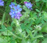 Anchusa officinalis